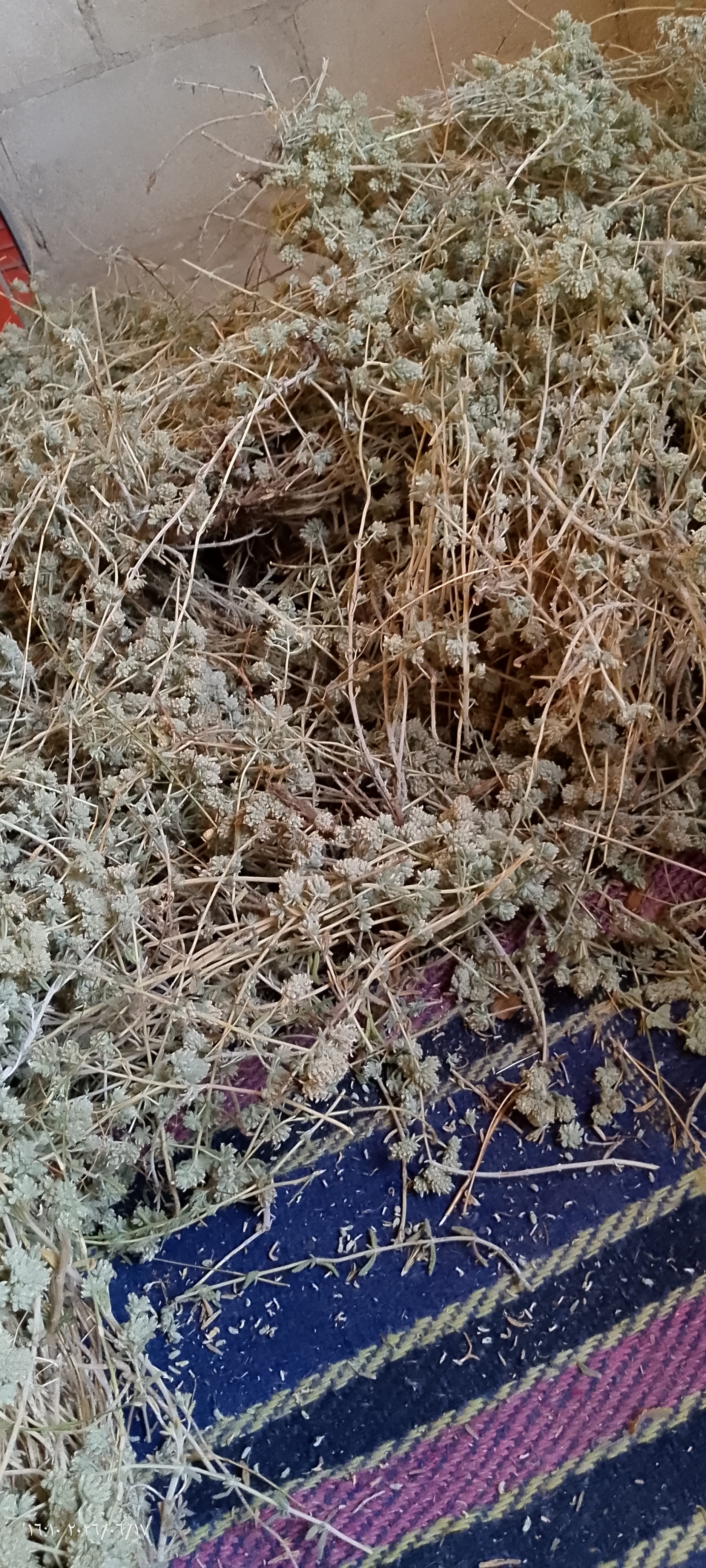 اعشاب طبية 